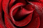 A red, red, rose...